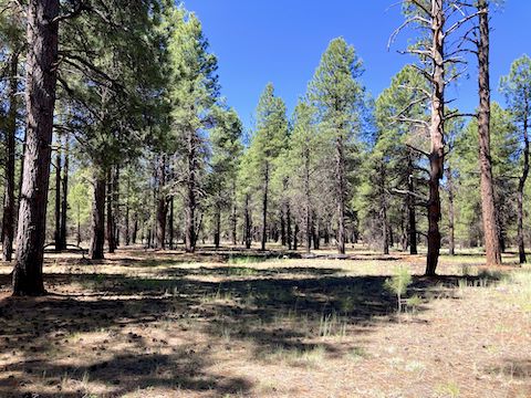Typically uncluttered pine forest travel. Lots of mullein (non-flowering) and lobeleaf groundsel, plus a few silver lupine, and a single red & yellow pea.