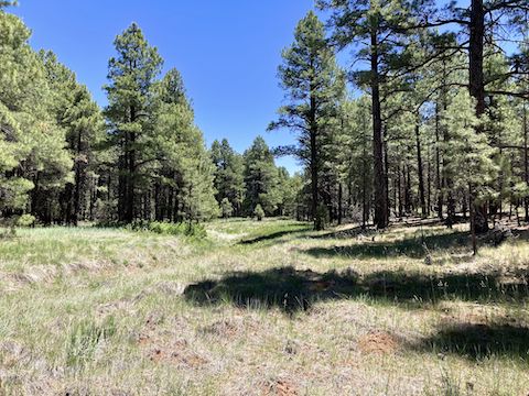 Volunteer Wash gets much deeper a couple of miles south. Much, much deeper.