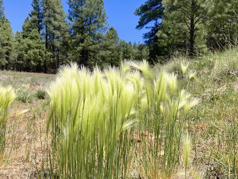 The fresh foxtail in Volunteer Wash weren't near as stabby as mature, dry, brown foxtail.