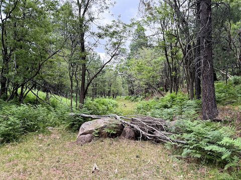 The bottom of Potato Lake Draw has no obstacles, other than boulders & deadfall placed to deter motorized access further down FR 9362T.