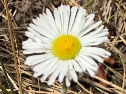 Potato Lake Draw: Focusing on flowers was a b**ch. It seemed to depend on angle and proximity. Even when the subject was centered. I could see it switch lenses with minute changes. I did not have that problem with my 6-year old single lens iPhone SE!