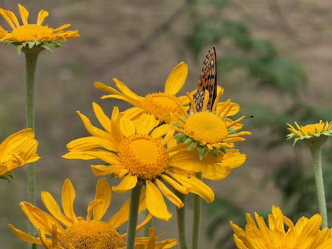 Potato Lake Draw: At least this photo turned out, even though all the atlantis fritillary butterflies flew away, and I had to wait for this one brave guy to return. (More critters)