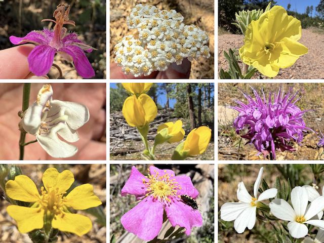 Stott Canyon & Hangmans Draw Flowers ... Top Row: pineywoods geranium, western yarrow, yellow evening primrose ... Middle Row: wandbloom penstemon, mountain goldenbanner, wild bergamot ... Bottom Row: woolly cinquefoil, Wood's rose, Nuttall's linanthus.