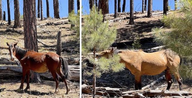 Yearling colt, and his still attentive mare, in Hangmans Draw. The many "foot" trails next to Hangmans Trail #500, and in Stott Canyon, are actually caused by wild horses.