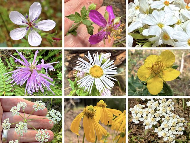 Alder Canyon Flowers ... Top Row: Richardson's geranium, pineywoods geranium, Nuttall's linanthus ... Middle Row: wild bergamot, spreading fleabane, woolly cinquefoil ... Bottom Row: Parish's yampah, yellow coneflower, western yarrow.