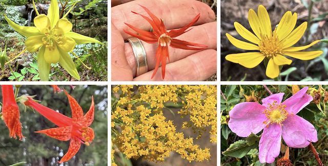 More Alder Canyon Flowers ... Top Row: yellow columbine, Mexican silene, hairy golden aster ... Bottom Row: skyrocket, velvety goldenrod, Wood's rose.