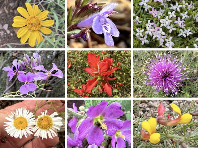 Incinerator Ridge - Mount Bigelow Flowers ... Top Row: showy goldeneye, aromatic false pennyroyal, pygmy bluet ... Middle Row: slimleaf plainsmustard, Rincon Mountain indian paintbrush, Wheeler's thistle ... Bottom Row: spreading fleabane, thicket globemallow, red and yellow pea (via fuzzy iPhone 17 Pro).