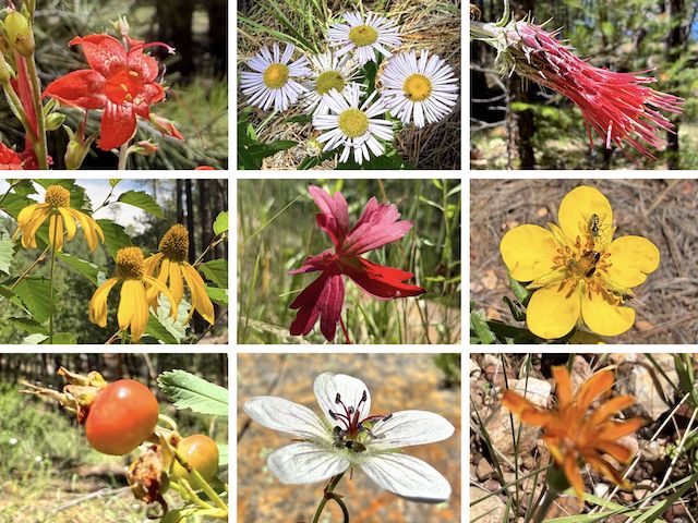Alder Canyon Flowers ... Top Row: skyrocket, spreading fleabane, Arizona thistle ... Middle Row: yellow coneflower, {unknown}, woolly cinquefoil ... Bottom Row: {unknown}, Richardson's geranium, and -- I swear! -- orange agoseris (via fuzzy iPhone 17 Pro).