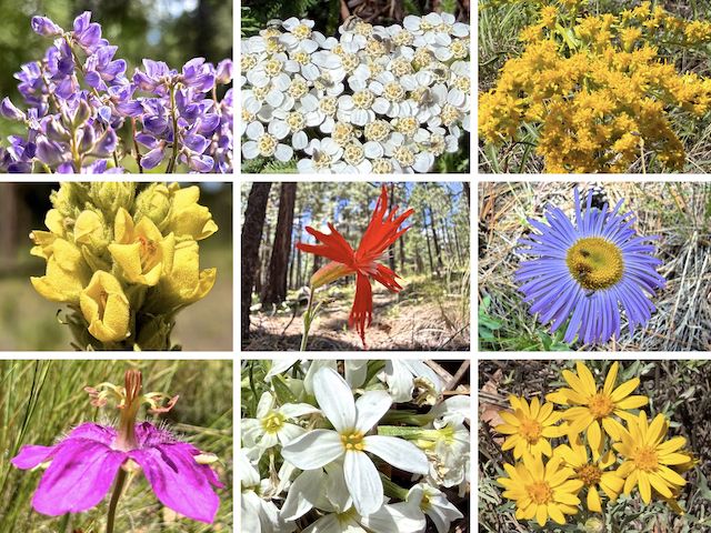 Dye Ridge & West Fork Alder Canyon Flowers ... Top Row: silver lupine, western yarrow, velvety goldenrod ... Middle Row: mullein, Mexican silene, showy fleabane ... Bottom Row: pineywoods geranium, Nuttall's linanthus, showy goldeneye. (More high country flowers.)