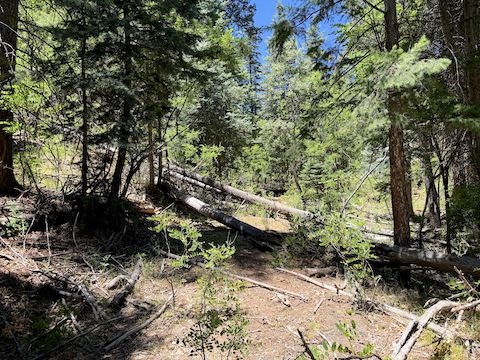 Hiking off trail up Stott Canyon.