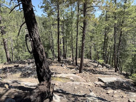 One of the "shelves" between FR 139C and Merritt Draw / Barbershop Canyon.