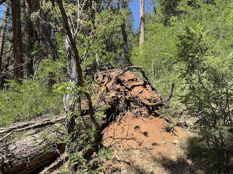 Easily avoided this while working my way along the Barbershop Canyon rim.