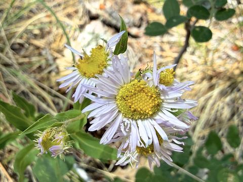 The lack of flowers was another frustration. Besides this fleabane, I spotted some small yarrow, very tiny red and yellow pea, and ... not much else.