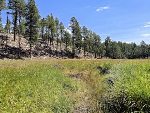 Looking across a possible Cliff Springs outlet, up towards Dye Ridge Rd.