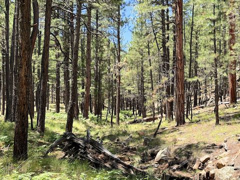 Starting up West Fork Alder Canyon. This is "bad" as it gets.