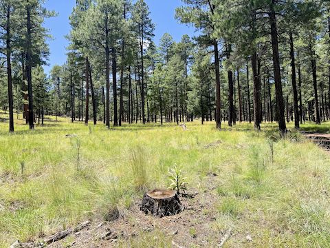 See what I mean about the ease of hiking West Fork Alder Canyon?