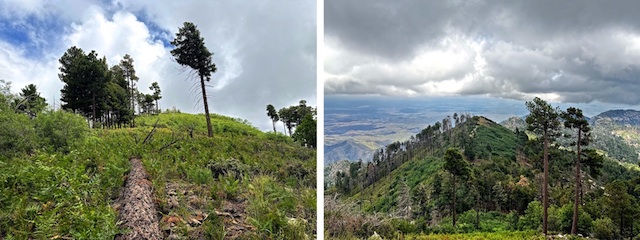Kellogg Mountain's west slope has a much more moderate angle (left). Looking down at that approach from Mount Bigelow's antenna farm (right). Note the use trail and clear summit.