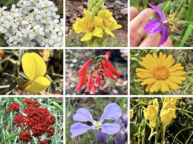 Goldwater Lakes Flowers (in order of decreasing focus) ... Top Row: western yarrow, mullein, pineywoods geranium ... Middle Row: red and yellow pea, scarlet penstemon, camphorweed ... Bottom Row: a rare red alpine false springparsley, slimleaf plainsmustard, Dalmatian toadflax.