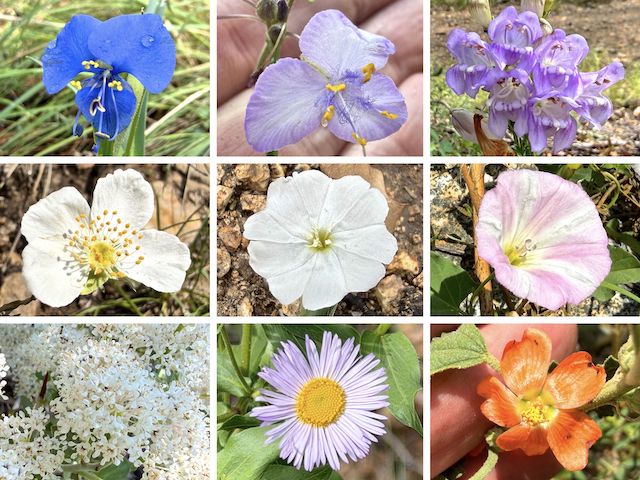 More Goldwater Lakes Flowers ... Top Row: western dayflower, pinewoods spiderwort, toadflax penstemon ... Middle Row: Apache plume, silky evolvulus, field bindweed ... Bottom Row: Fendler's ceanothus, spreading fleabane, thicket globemallow.