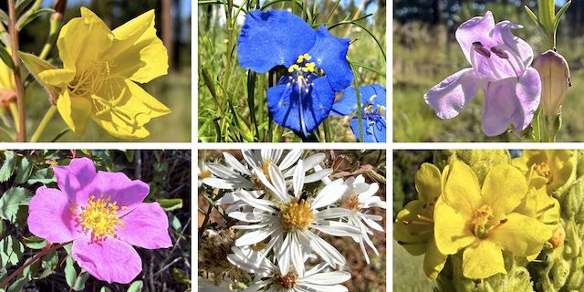 General Crook Trail Flowers ... Top Row: yellow evening primrose, western dayflower, wandbloom penstemon ... Bottom Row: Wood's rose, white prairie aster, mullein.