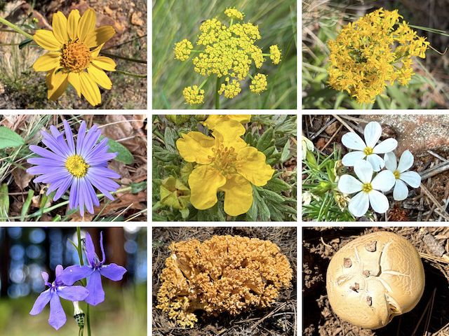 Woods Canyon Lake Flowers ... Top Row: ragleaf bahia, alpine false springparsley, velvety goldenrod ... Middle Row: alpine leafybract aster, woolly cinquefoil, Nuttall's linanthus ... Bottom Row: Apache lobelia, and two mushrooms which I have no clue about.