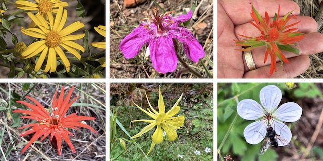 More Woods Canyon Lake Flowers ... Top Row: hairy golden aster, pineywoods geranium, paintbrush ... Bottom Row: Mexican silene, yellow columbine, Richardson's geranium (blurred by crappy iPhone 17 Pro).
