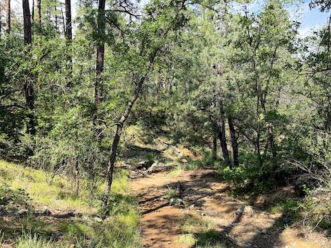 Feldmeier Trail #330 along Deer Spring was my favorite part of the Goldwater Lakes Loop.