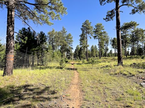 Marked by white chevrons nailed into ponderosa pine, General Crook Trail #140 hasn't changed since I last hiked it in 2024: I easily found mile marker V70; V69 is now hidden by bushes; and I still could not locate V68.