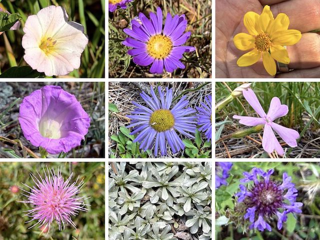 Dutton Hill & Sliker Hill Flowers ... Top Row: field bindweed, alpine leafybract aster, showy goldeneye (steadied against the wind) ... Middle Row: Huachuca Mountain morning glory, showy fleabane, showy phlox ... Bottom Row: Wheeler’s thistle, small-leaf pussytoes, MacDougal verbena (with crappy iPhone 17 Pro focus).