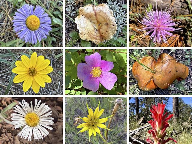 Mahan Mountain & Hutch Mountain Flowers Top Row: aspen fleabane (I think), unknown mushroom, Wheeler’s thistle. Middle Row: showy goldeneye, Wood’s rose, unknown mushroom. Bottom Row: spreading fleabane, yellow salsify, paintbrush (w/ crappy iPhone 17 Pro focus).