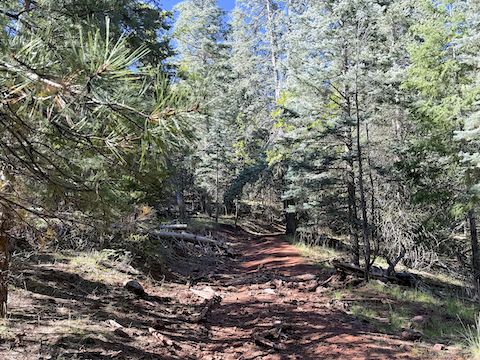 Mahan Mountain summit road. Old, choked, tread left; new OHV tread right. The summit road is not on the topo, but it is obvious from FR 135A.