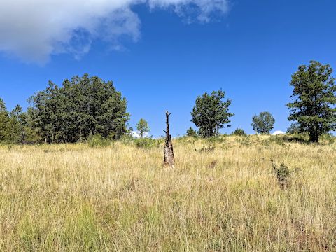 Once on the ridge, it is a mile to the Dutton Hill summit. Aiming at this snag, I followed the mostly grassy highline, winding between scrub oak and rocky outcroppings. Watch out for non-catclaw prickler vines.