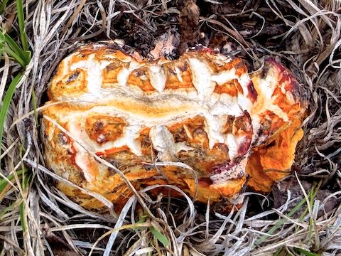 Not sure what this is, but they were everywhere in the forested parts of my hike. Google claims it is a lobster mushroom, but I dunno.