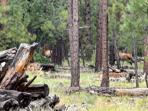 I saw multiple small groups of bull elk in the saddle between Dutton Hill and Sliker Hill. I used to see huge herds when I was an MP in the mid-1980s on Navajo Army Depot, where they couldn’t be hunted. (More critters.)