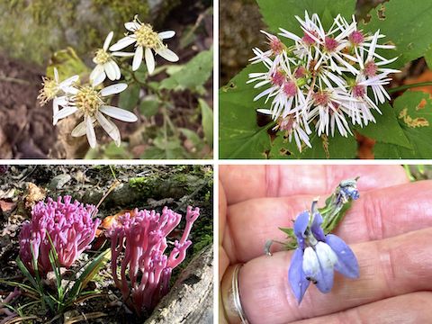 Clockwise from upper left: Flat-topped aster (Doellingeria umbellata) was most of the blooms I spotted; whorled wood aster (Oclemena acuminata), great blue lobelia (Lobelia siphilitica), and violet coral (Clavaria zollingeri).
