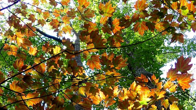 Sugar maple (Acer saccharum), shot with OM System Tough TG-7.