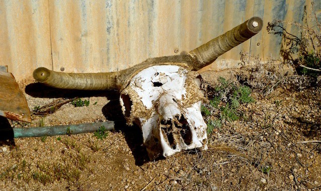 Ballantine Cabin cattle skull.