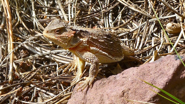 Horney Toad on Lake Mountain.