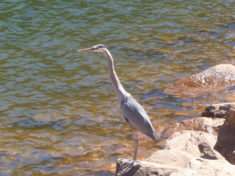 I can't believe this Great Blue Heron let us walk within 20 feet of him. Maybe he was waiting for a handout?