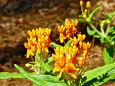 Butterfly Weed along the dry Hassayampa River.