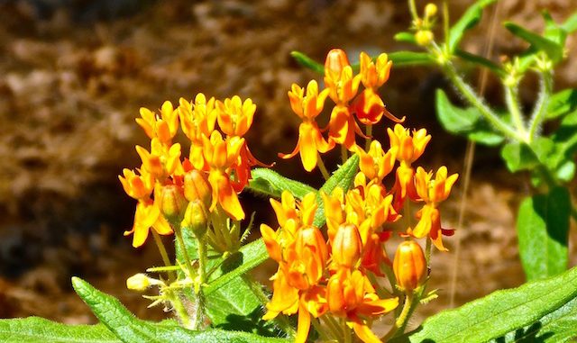 Butterfly Weed along the dry Hassayampa River.