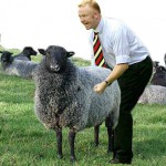 Big Eck Shagging Sheep