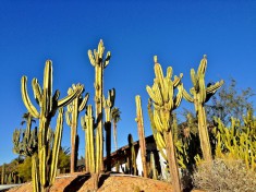 Sunnyslope cactus forest