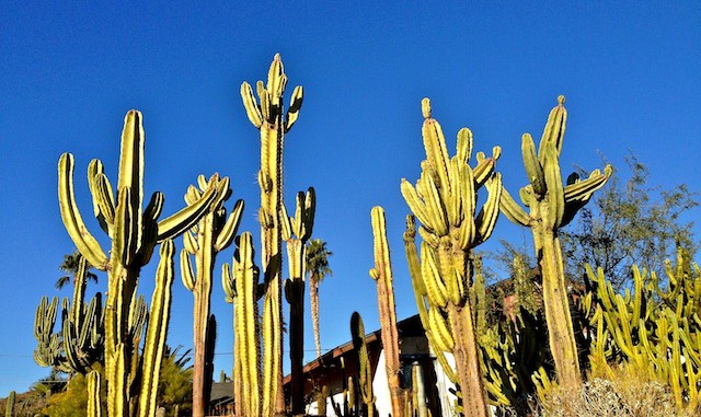 Sunnyslope cactus forest
