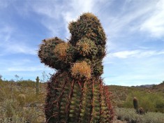 Unusual barrel cactus