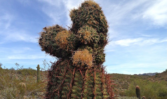 Unusual barrel cactus