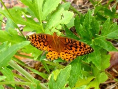 Butterfly in East Bear Canyon.