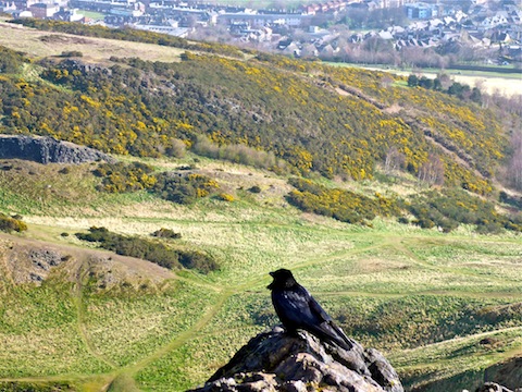 Crow looking at Whinny Hill.