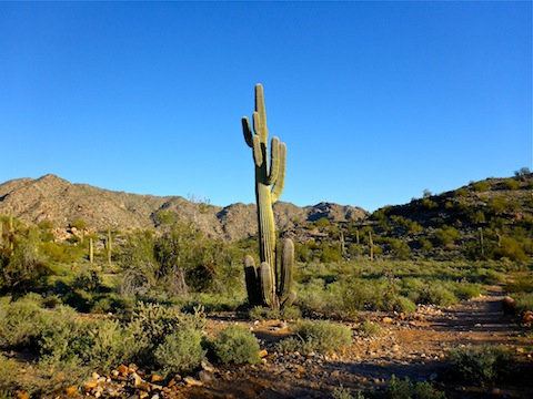 Many odd & interesting saguaro on this hike.