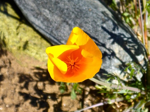 Mexican desert poppy. Flowers blooming early in record temps.